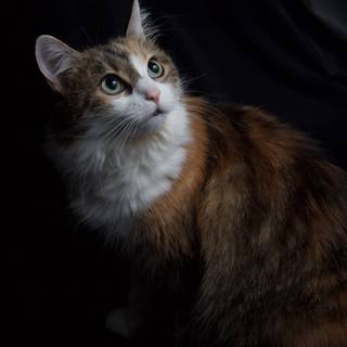 Pretty Calico Cat