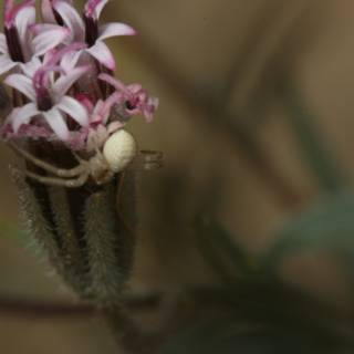 Spider Among the Desert Flowers