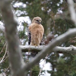 Red-shouldered Hawk Perched on Winter Branch