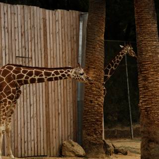 Majestic Giraffes of Oakland Zoo