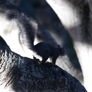 Morning Sentinel