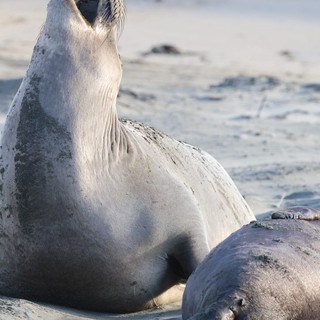 Elephant Seal and Pup Resting on Drakes Beach