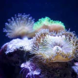aquarium or underwater reef