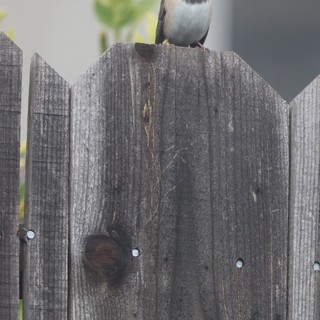 Small Bird Perched on Weathered Wooden Fence