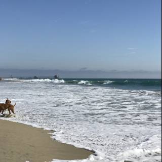 Beach Walk with My Best Friend