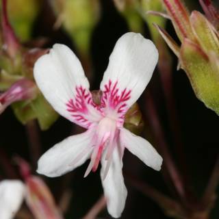 Geranium Flower Close-Up