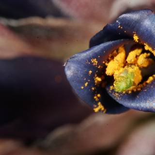 Purple Bloom with Yellow Pollen