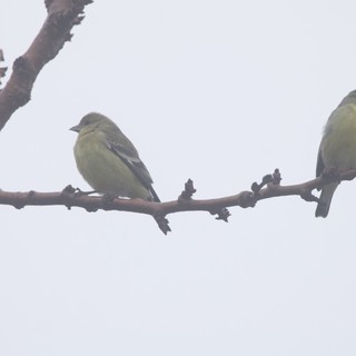 Two Finches Perched on Winter Branch