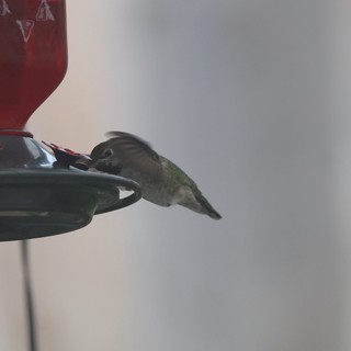 Anna's Hummingbird Feeding at Red Nectar Feeder