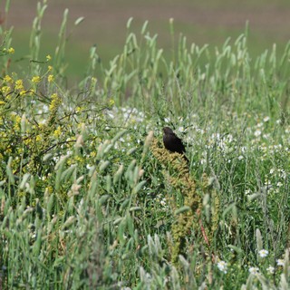 Blackbird Perched on Moss-Covered Rock in Spring Meadow
