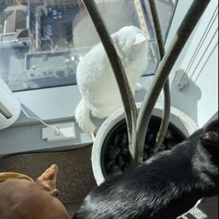 Feline and Canine Companions on a City Windowsill