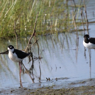 Black-necked Stilts Wading in Shallow Wetland Waters