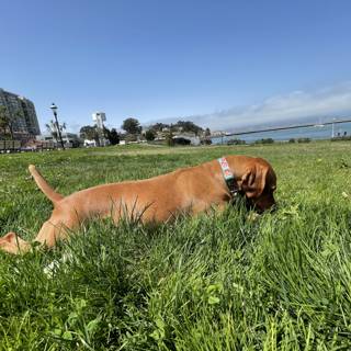 Lazy Day by the Bay