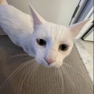 Green-Eyed White Cat Poses for the Camera