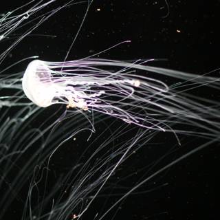 Enchanting Glow of Underwater Jellyfish