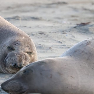Elephant Seals Resting on Drakes Beach Sand