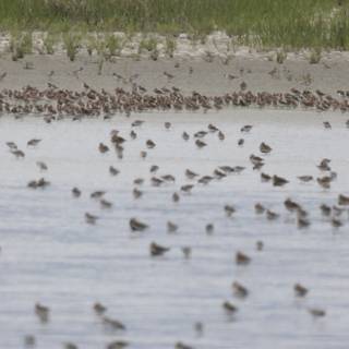 Gathering at the Bay
