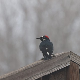 Acorn Woodpecker Perched on Weathered Fence Rail
