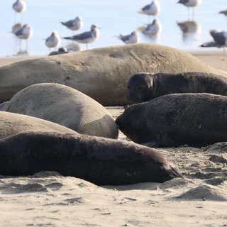 Elephant Seals Resting on Drakes Beach Sand