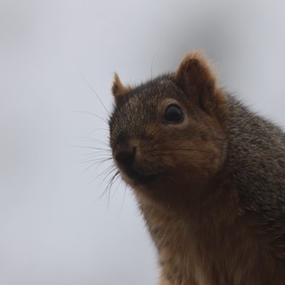 Close-Up Portrait of Alert Squirrel Against Overcast Sky