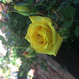 Beautiful Blooming Rose