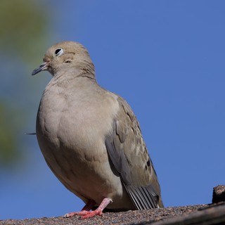 Eurasian Collared Dove Perched on Rooftop Edge