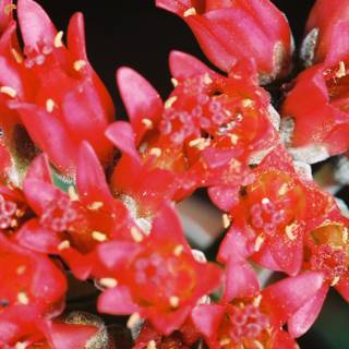 Vibrant Geranium Petals Close Up