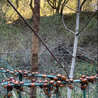 Ladybug Gathering in the Woods