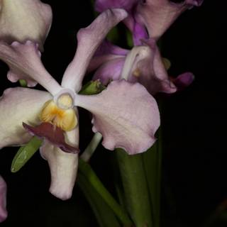 A Purple Orchid in Full Bloom