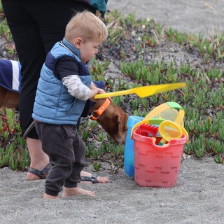 Curious Toddler and Dog Explore Beach Toys Together