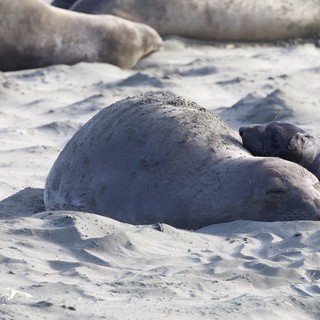 Elephant Seal Pup Resting on Sandy Beach