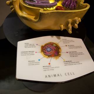 The Majestic Microcosm: An Animal Cell Model