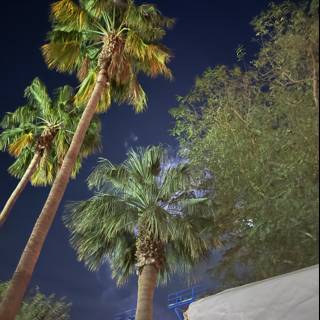Night Palms Under the Stars