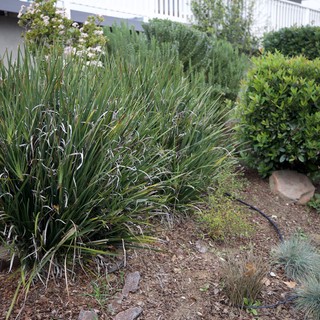 Overgrown Ornamental Grasses in Suburban Garden Setting