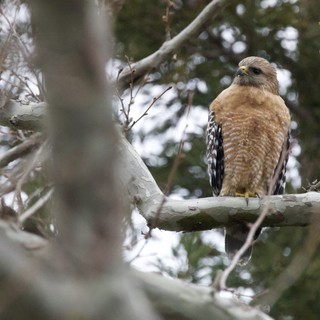 Red-shouldered Hawk Perched on Winter Branch