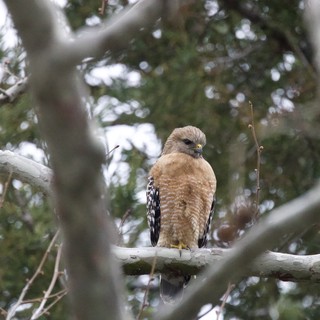 Red-Shouldered Hawk Perched on Birch Branch in Winter