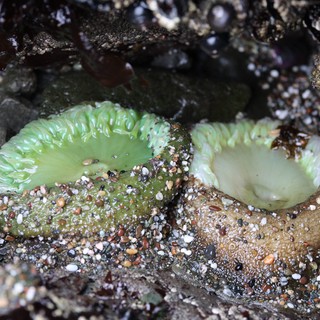 Giant Green Anemones Resting in Tidal Pool Rocky Shore