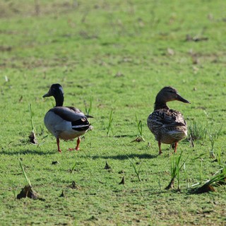 Pair of Ducks in Grassy Wetland Habitat