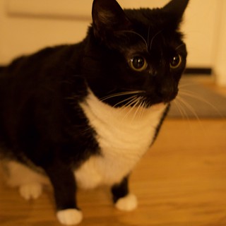 Alert Tuxedo Cat with Wide Eyes on Hardwood Floor