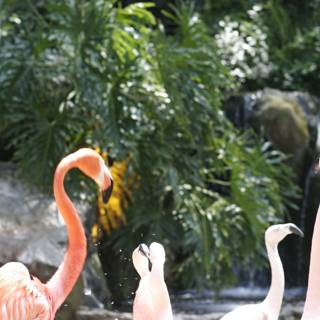 Flamingos in Wonderland