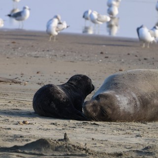 Elephant Seal Mother and Black Pup Resting on Beach