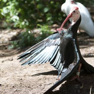The Majestic Stork