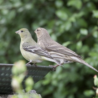 Two Finches Perched Together at Garden Bird Feeder