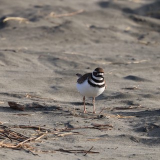 Killdeer Shorebird on Sandy Beach with Driftwood