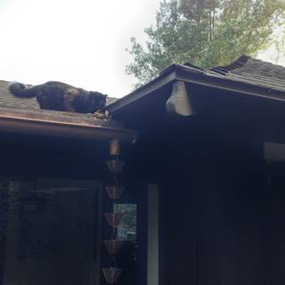 Feline on the Roof
