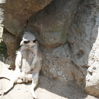 Rock-perching Meerkat