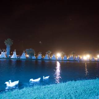 Nighttime Ducks at Resort