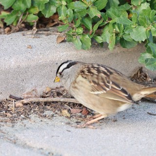 White-crowned Sparrow Foraging Near Coastal Vegetation
