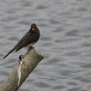 Blackbird's Solitude