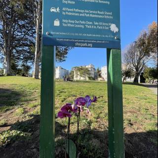 Exploring the Botanical Beauty of Duboce Park